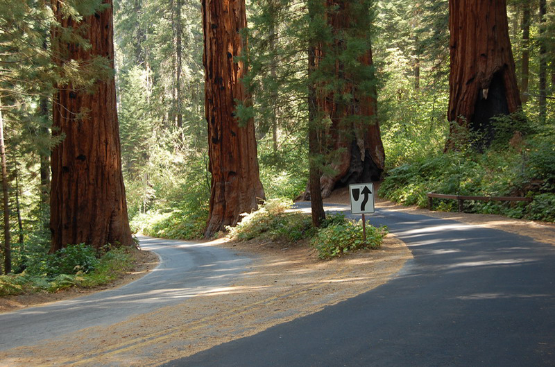 Sequoia Nat Park 8x6_015