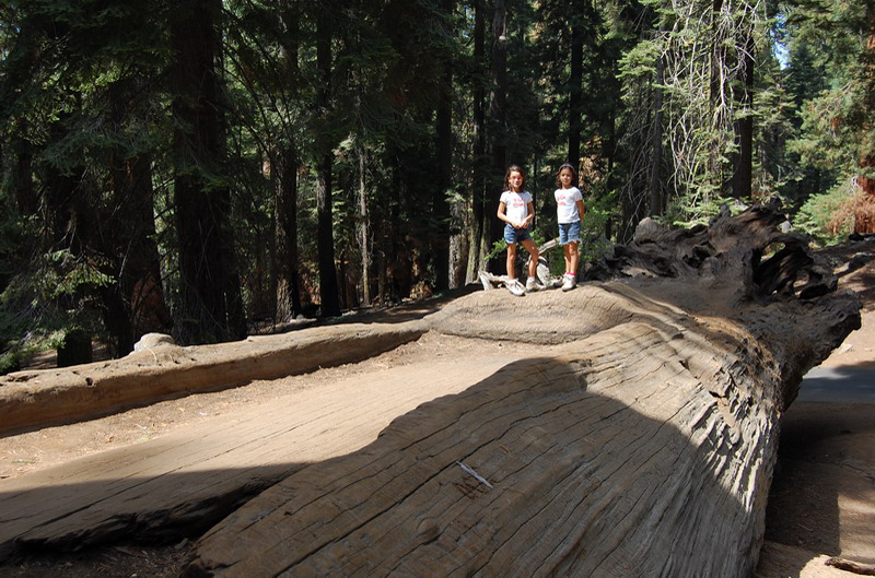 Sequoia Nat Park 8x6_025