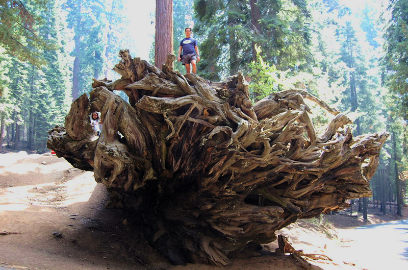 Sequoia Nat Park 8x6_029