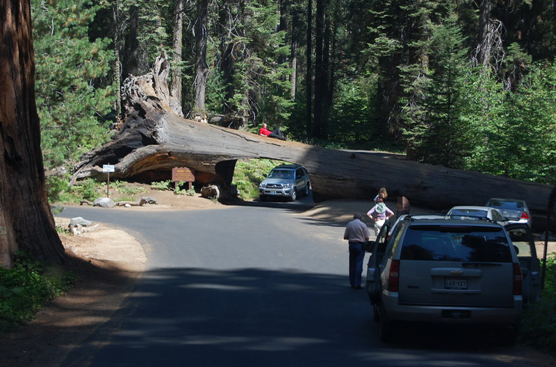 Sequoia Nat Park 8x6_052
