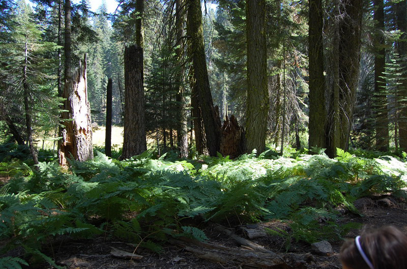 Sequoia Nat Park 8x6_056
