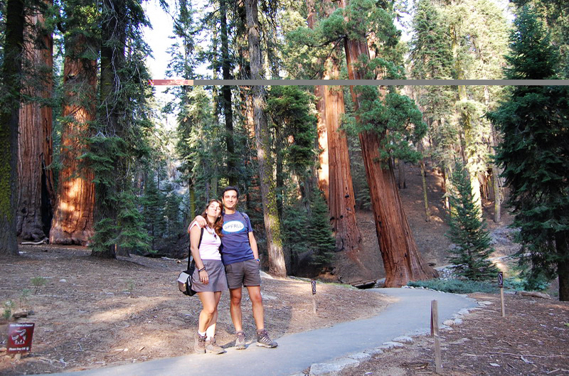 Sequoia Nat Park 8x6_103