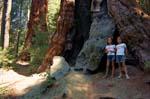 Sequoia Nat Park 8x6_014A