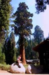 Sequoia Nat Park 8x6_018A