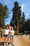 Sequoia Nat Park 8x6_023