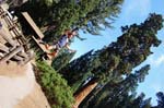 Sequoia Nat Park 8x6_024