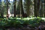 Sequoia Nat Park 8x6_056