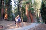 Sequoia Nat Park 8x6_103