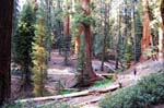 Sequoia Nat Park 8x6_107