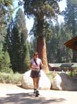 Sequoia Nat Park 8x6_142