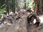 Sequoia Nat Park 8x6_143