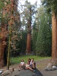 Sequoia Nat Park 8x6_181