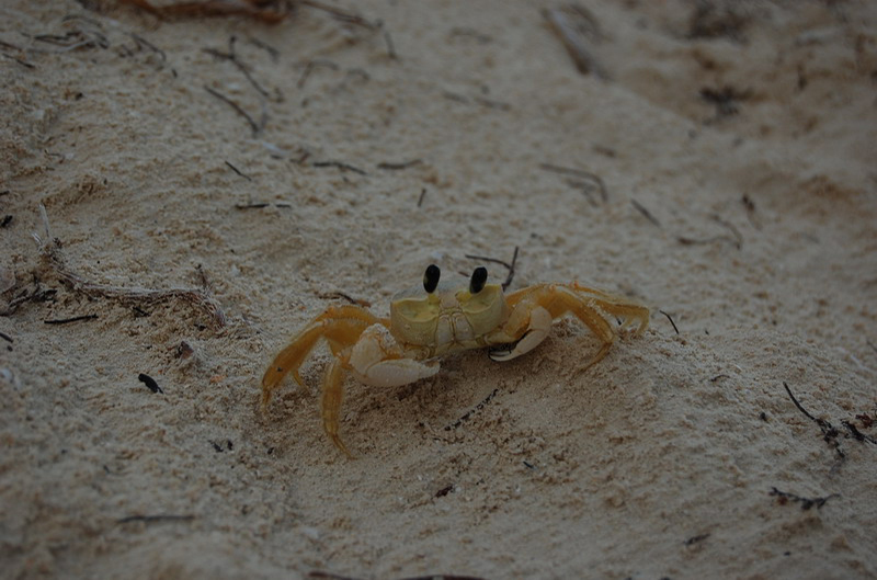 101508 Sian Ka'an, Punta Allen 8x6 044