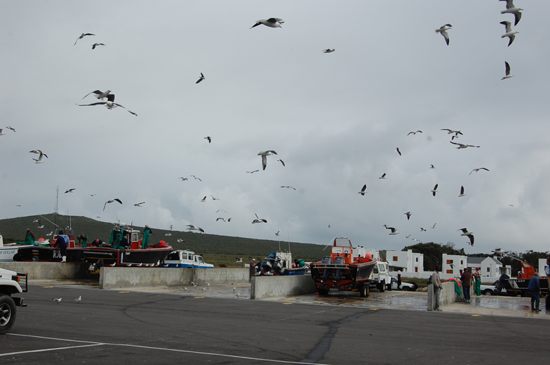 Llega el pescado 0732