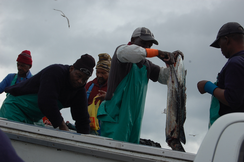 Llega el pescado 0733