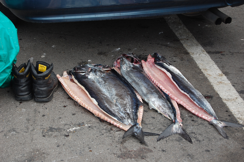 Llega el pescado 0734