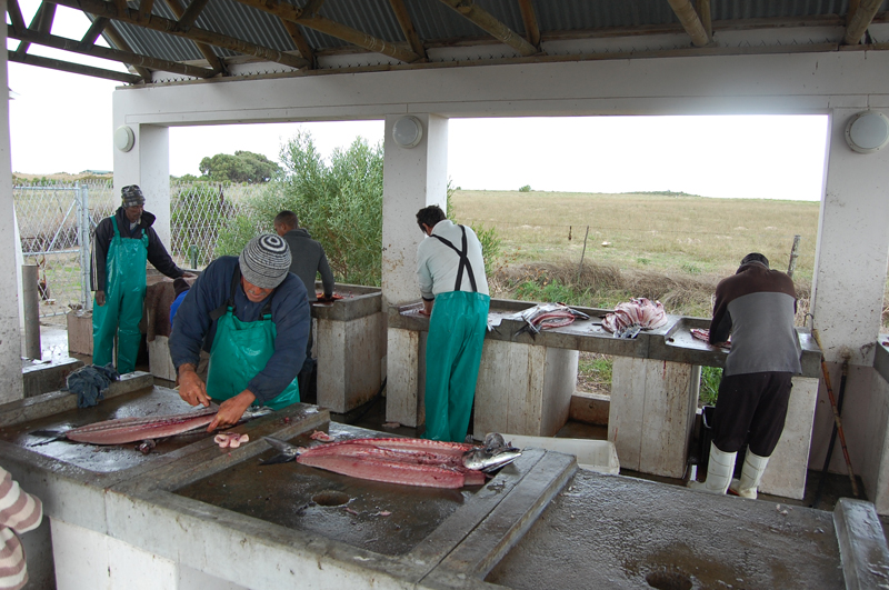Llega el pescado 0738