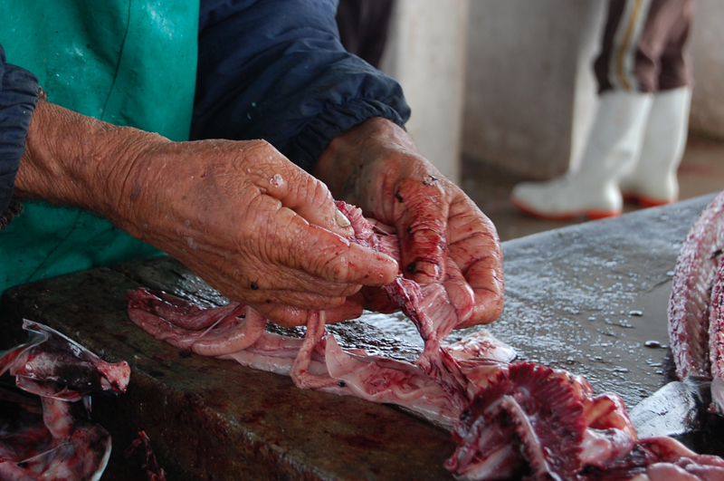 Llega el pescado 0739