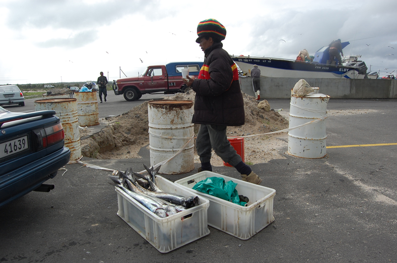 Llega el pescado 0741