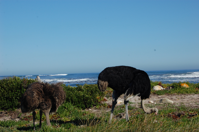 4 Cabo de Buena Esperanza 0249