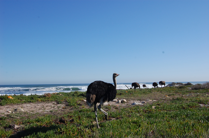 4 Cabo de Buena Esperanza 0257