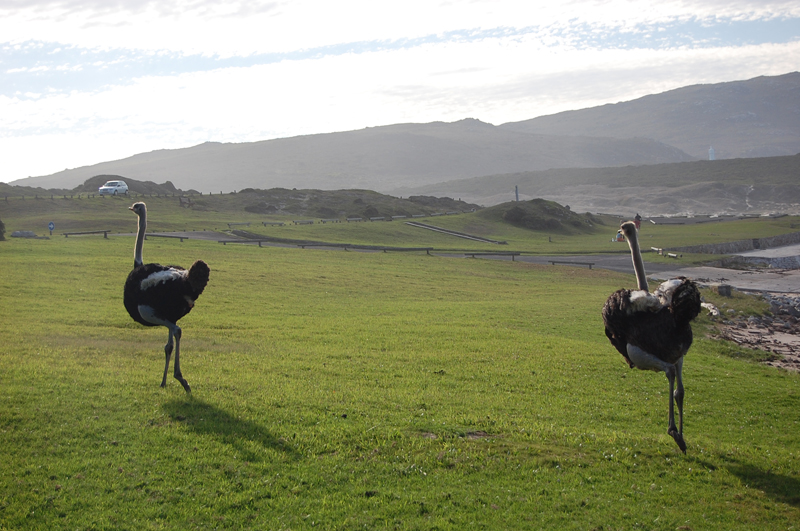 4 Cabo de Buena Esperanza 0264