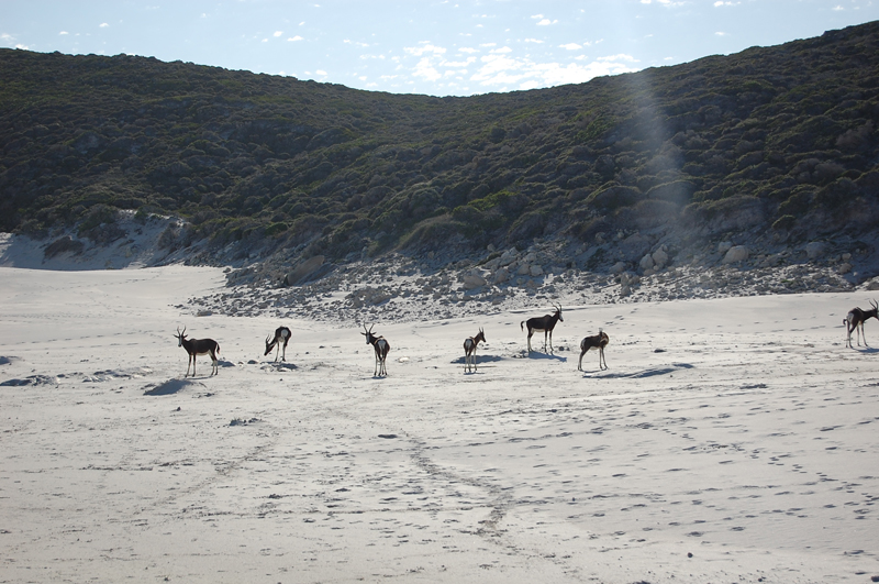 4 Cabo de Buena Esperanza 0272