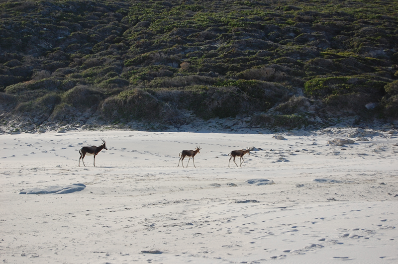 4 Cabo de Buena Esperanza 0274