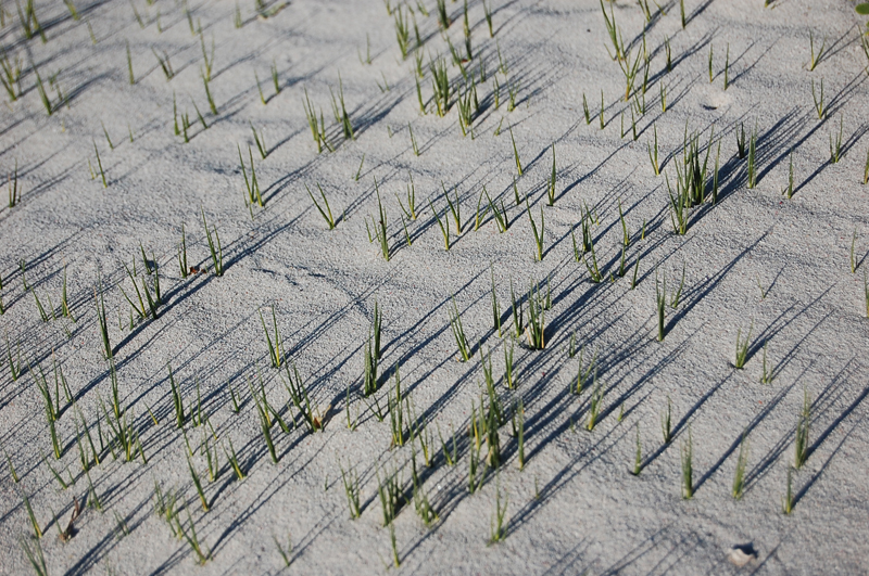 4 Cabo de Buena Esperanza 0276