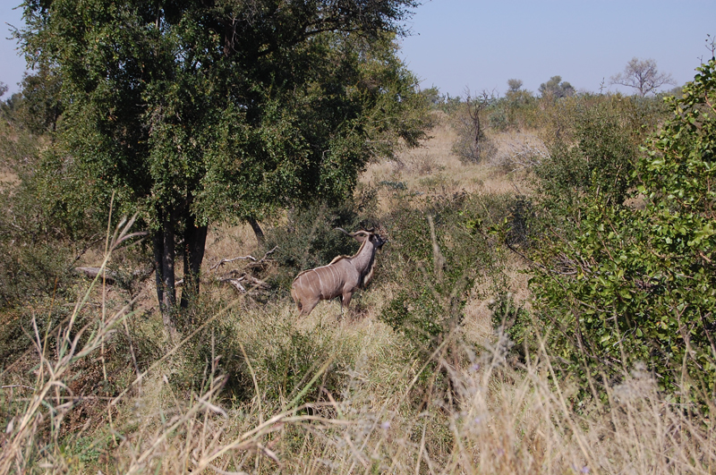 Kruger 0864