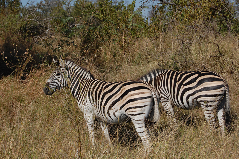 Kruger 0865