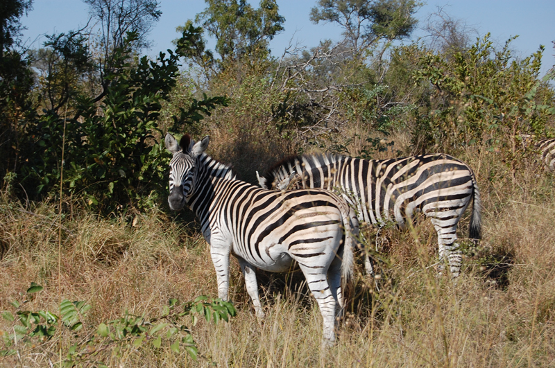Kruger 0866