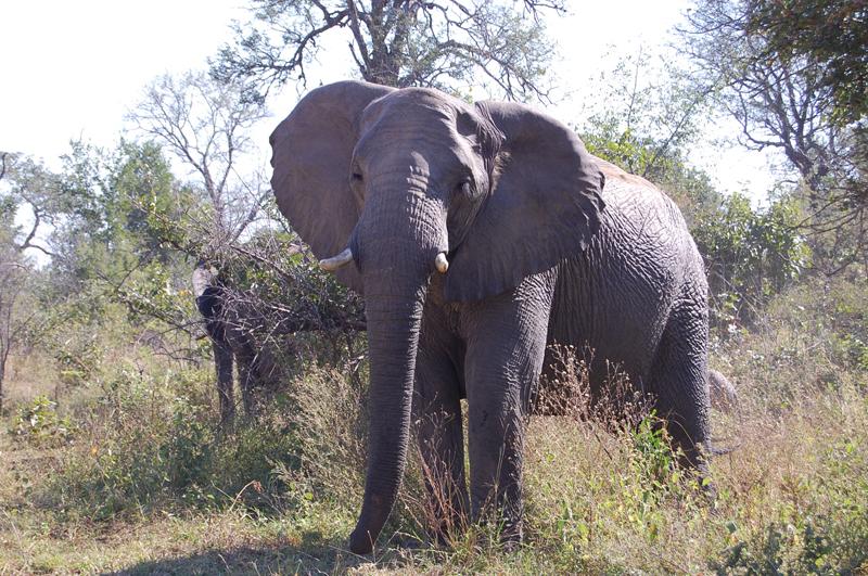 Kruger 0867