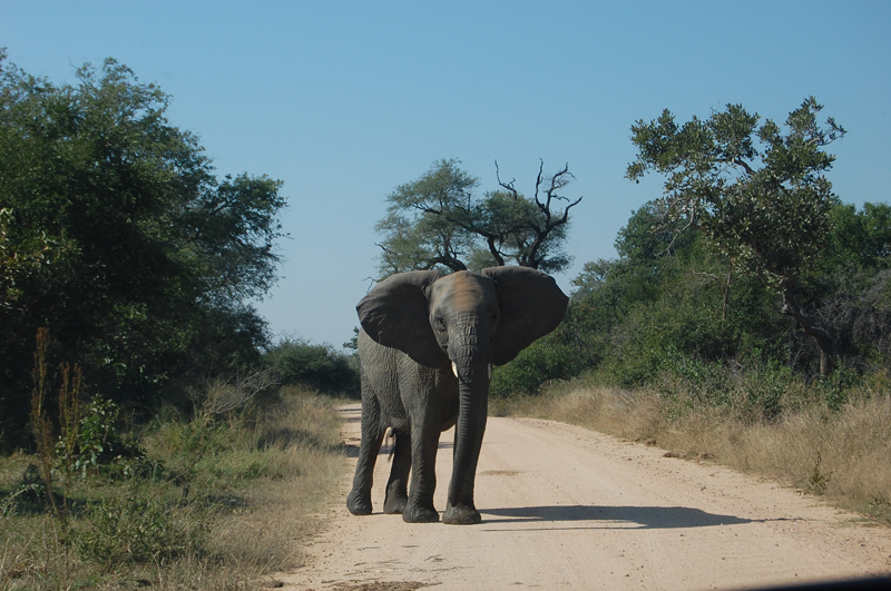 Kruger 0873