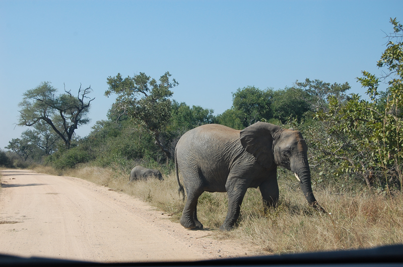 Kruger 0875