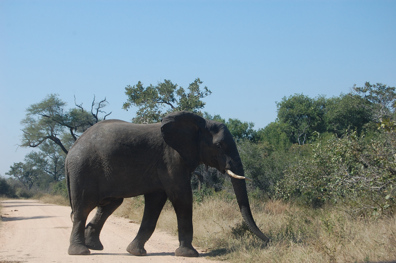 Kruger 0876