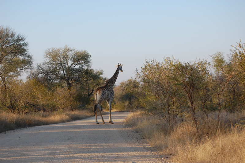 Kruger 0880