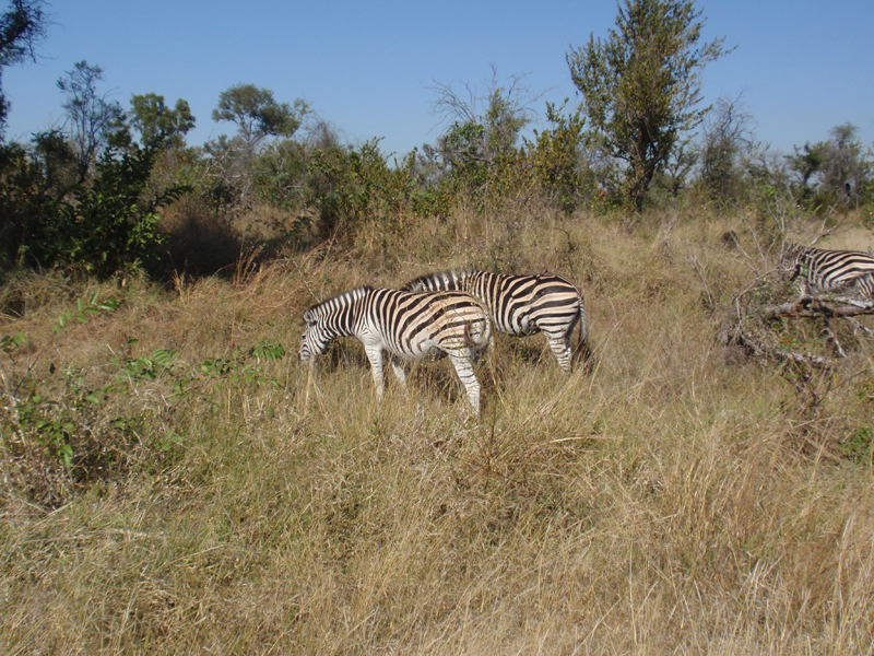 Kruger 0884