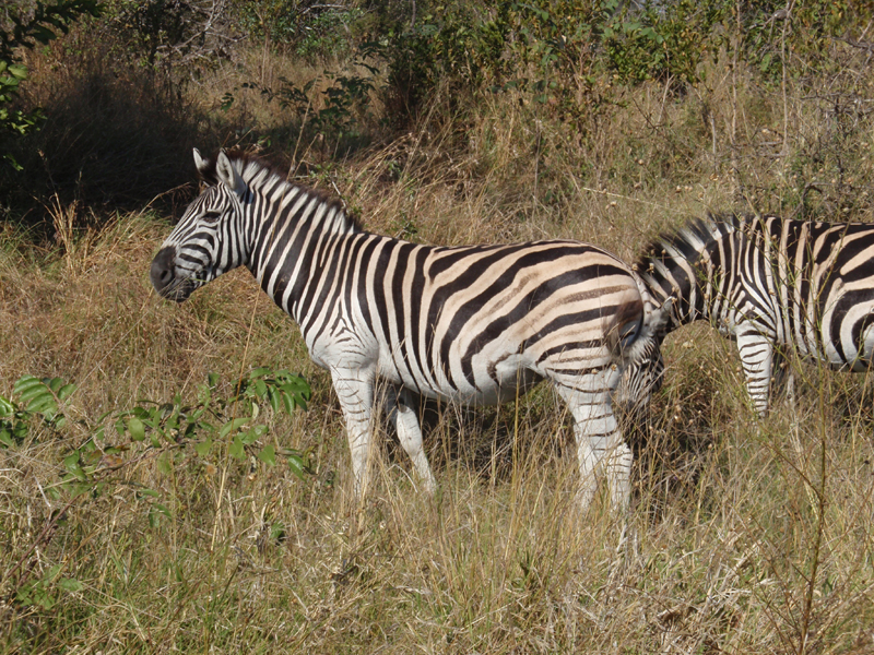 Kruger 0885