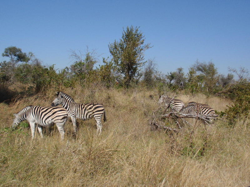 Kruger 0886