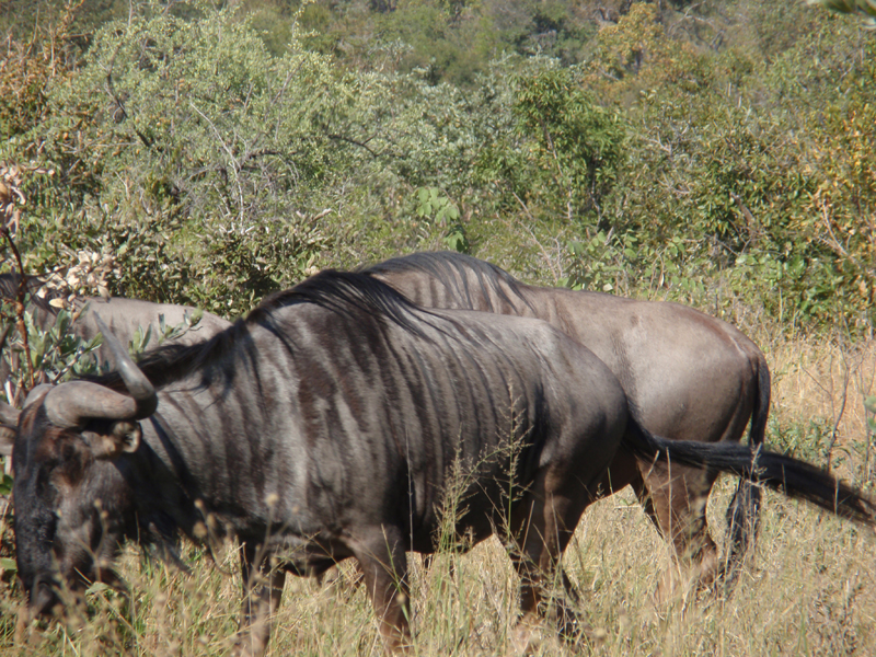 Kruger 0889