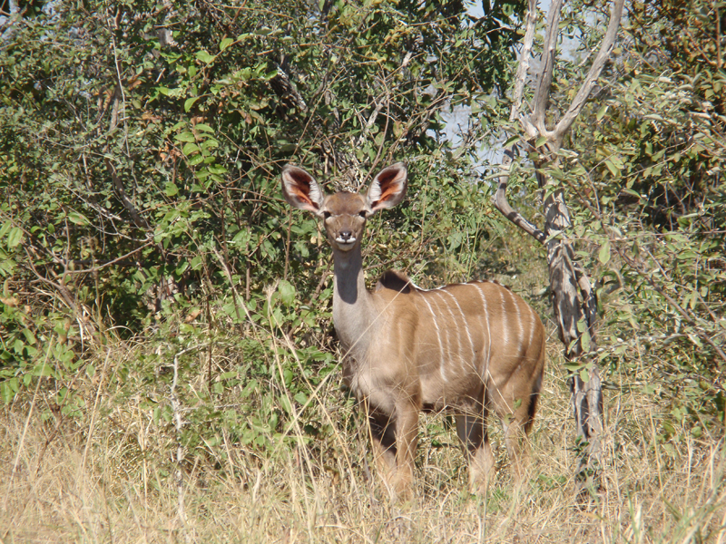 Kruger 0891