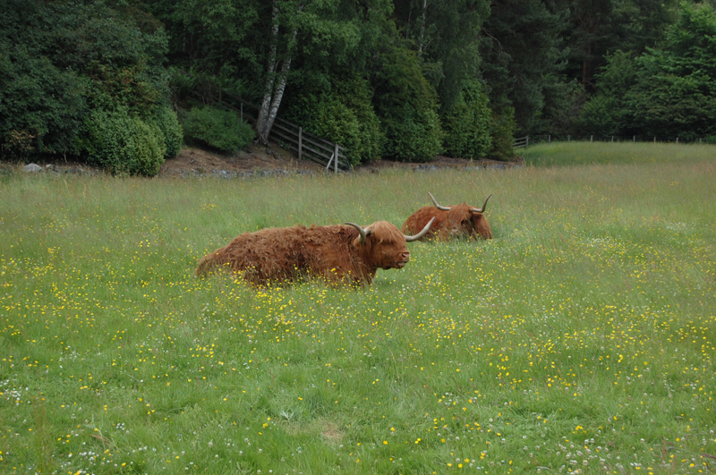 Hacia Inverness 1148