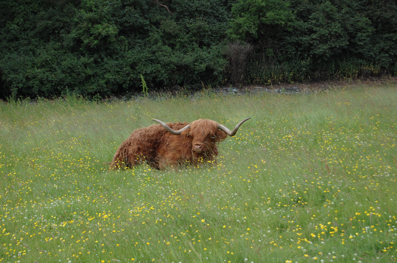 Hacia Inverness 1149