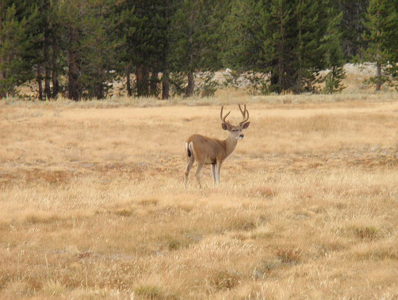 Yosemite_109