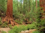Yosemite_099
