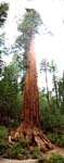 Yosemite_100